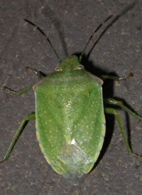 Nezara viridula